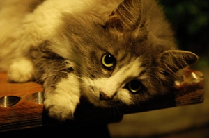 挪威森林猫绝育后怎么护理 绝育后护理要点